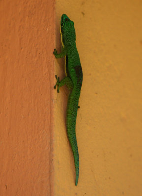 C8 081111 Phelsuma pusilla pusilla day gecko Andisabe-Mantady NP.jpg