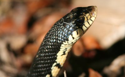 C9 081026 Malagasy Speckled Hognosed Snake Leionthederon madagascariensis Ankarafantsika.jpg