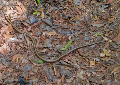 D1 081027b Mimophis mahafaliensis snake Ankarafantsika.jpg