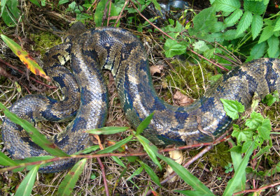 D3 081030a Madagascar tree boa Sanzinia madagascariensis Ranomafana.jpg