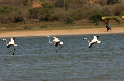 B6 081105 Greater Flamingo Phoenicopterus roseus Lake Beelalanta Toliara - Ifaty.jpg