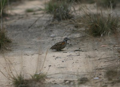 D2 081102 Madagascar Buttonquail Turnix nigricollis Ranohira.jpg