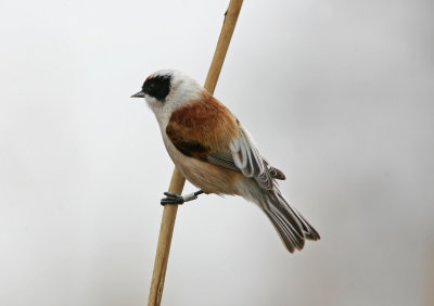 2009 04 08 Penduline Tit Remiz pendulinus male Borgeby.jpg