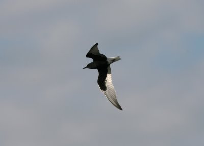 090515b White-winged Tern Chlidonias leucopterus Kyrkdammen.jpg