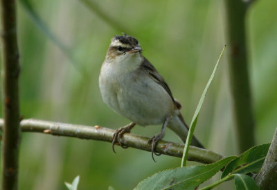 Sedge Warbler Acrocephalus schoenobaenus Löddesnäs 090627.jpg