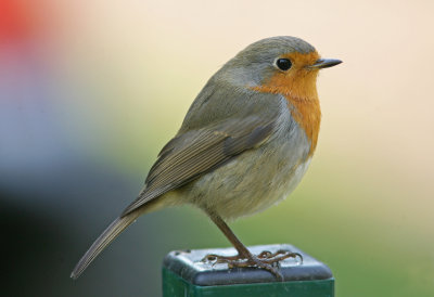 European Robin Erithacus rubecula Alnarpsparken Lomma 20101005.jpg