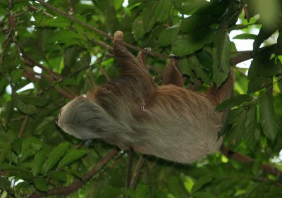Two-toed Sloth Choloepus hoffmanni Braulio Barrillo foothills Costa Rica 20100224a.jpg