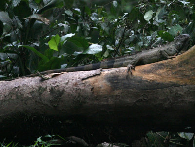 Green Iguana Iguana iguana Sarapiqui River Costa Rica 20100222.jpg