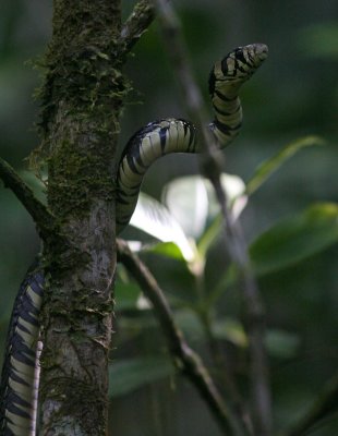 Oriole Snake Spilotes pullatus Rancho Naturalista Costa Rica 20100222a.jpg