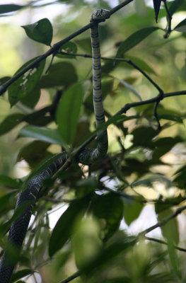 Oriole Snake Spilotes pullatus Rancho Naturalista Costa Rica 20100222b.jpg