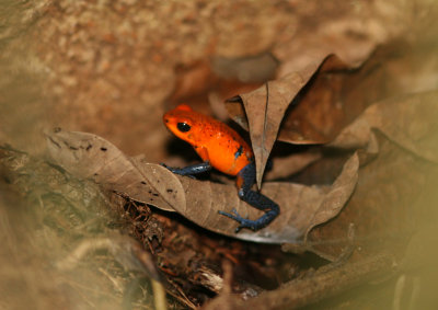 Blue Jeans Poison Dart Frog Oophaga pumilio Baurilio Carrillo foothills Costa Rica 20100224.jpg