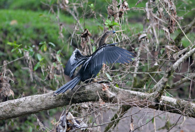 Anhinga Anhinga a leucogaster Sarapiqui River Costa Rica 20100222.jpg