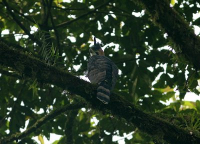 Ornate Hawk-Eagle Spitzaetus ornatus ad Quebrada Gonzales Braulio Carrillo 20100224.jpg