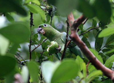 1n Mealy Parrot Amazona farinosa La Selva Cost Rica 20100224.jpg