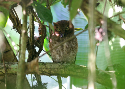1nb Vermiculated Screech-Owl Megascops guatemalae Red Morph La Selva OET Costa Rica 20100223.jpg