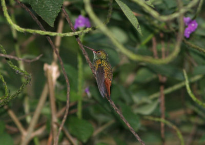 1p Rufous-tailed Hummingbird Amazilia tzacatk Rancho Naturalista Costa Rica 20100221.jpg