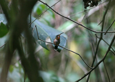 2b Band-tailed Barbthroat Threnetes ruckeri La Selva OET Costa Rica 20100223.jpg
