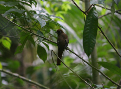 2ba Black-throated Trogon Trogon rufus female La Selva OET Costa Rica 20100223.jpg