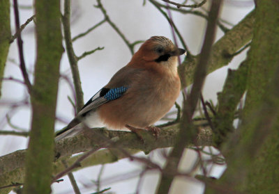 Eurasian Jay Garrulus glandarius Kungsgrdsvgen Alnarp Lomma 20101128.jpg