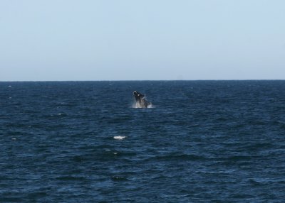4  Southern Right Whale Eubalaena australis Peninsula Valdez 20101102c.jpg