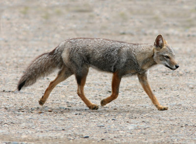 5 Argentine Gray Fox Dusicyon griseus Peninsula Valdez 20101103.jpg