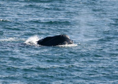 5 Southern Right Whale Eubalaena australis Peninsula Valdez 20101103.jpg