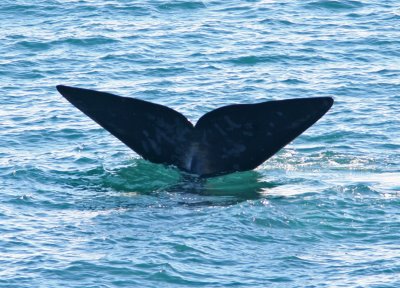 5 Southern Right Whale Eubalaena australis Peninsula Valdez 20101103a.jpg