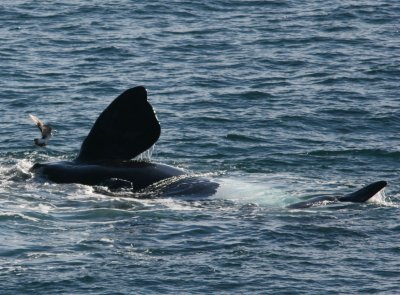 5 Southern Right Whale Eubalaena australis Peninsula Valdez 20101103b.jpg