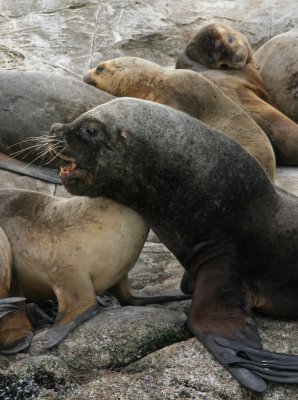 13a South American Sea Lion Otaria byronia bull Beagle Canal Argentina 20101111.jpg