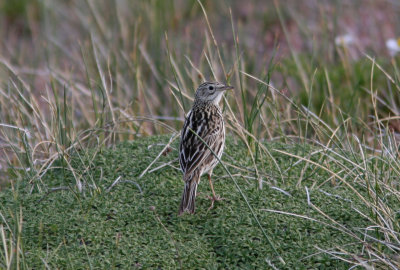 1105 Correndera Pipit, Anthus correndera, Laguna Nimez, Argentina, 20101105.jpg