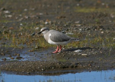 1105 Magellanic Plover, Pluvianellus socialis, Laguna Nimez, Argentina, 20101105.jpg