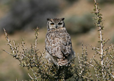 1109 Magellanic Horned Owl, Bubo magellanicus, Estancia La Angostura, Argentina, 20101109.jpg