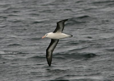 1111 Black-browed Albatross, Thalassarche m melanophris, ad, Beagle canal, Argentina, 20101111.jpg