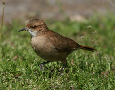 1030 Rufous Hornero Furnarius rufus Costanera Sur Argentina 20101030.jpg