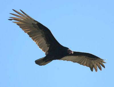 1031 Turkey Vulture Cathartes aura Las Grutas Argentina 20101031.jpg