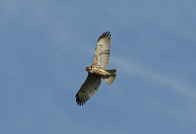 g1/83/664783/3/131637712.azbuI4ei.jpg