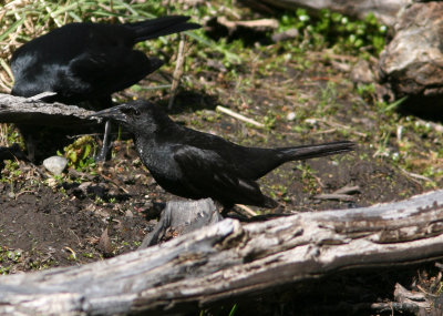 1111 Austral Blackbird Curaeus curaeus reynoldsi female male behind Tierra del Fuego NP 20101111.jpg