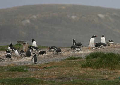 Gentoo Penguin Pygoscelis p papua breeding colony Beagle canal Argentina 20101111.jpg