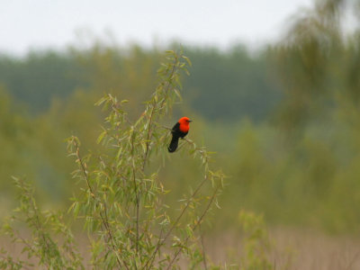 Scarlet-bellied Blackbird Amblyramphus holosericeus Reserva Natural Ottamendi Argentina 20101114.jpg