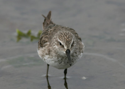 White-rumped Sandpiper Calidris fuscicollis Ushuaia Argentina 20101111.jpg