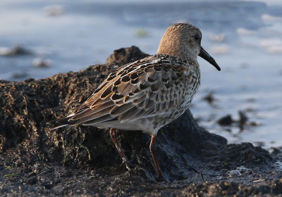 Dunlin Calidris alpina ad trans plum Hagbyhamn 20120917a.jpg