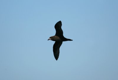 071205 1z1 Grey-faced Petrel Pterodroma macroptera Kaikura.jpg