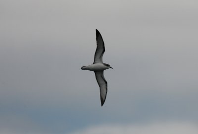 071130 1g Cook´s Petrel Pterodroma cookii Hauraki Bay.jpg
