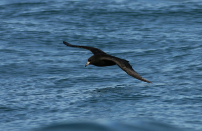 071205 1b Westland Petrel Procellaria westlandica Kaikura.jpg