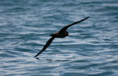 071205 1e Westland Petrel Procellaria westlandica Kaikura.jpg