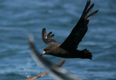 071205 1h Westland Petrel Procellaria westlandica Kaikura.jpg