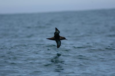 071205 1b Sooty Shearwater Puffinus griseus Kaikura.jpg