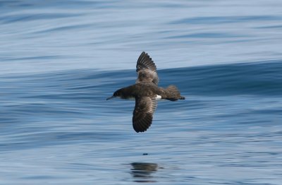 071204 1b Fluttering Shearwater Puffinus gavia Marlborough Sounds _redigerad-1 kopiera.jpg