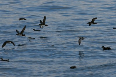 071204 1i Fairy Prion Pachyptila turtur with Fluttering Shearwater Marlborough Sounds .jpg