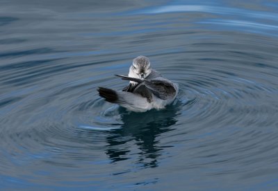 071204 1h Fairy Prion Pachyptila turtur Marlborough Sounds .jpg